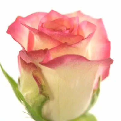 Růže SALIMIA 50cm (M)