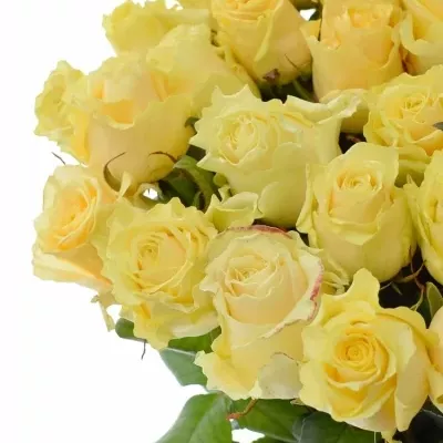 Krémová růže SAVITA+ 55cm (XL)