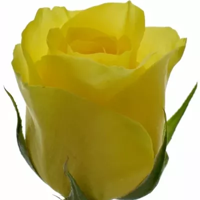 Žlutá růže SEFER 50cm (S)