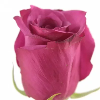 Fialová růže HOT SPOT 70cm