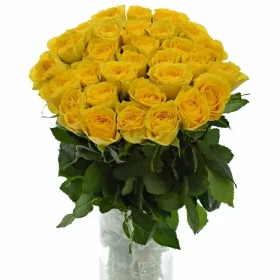 Rosa SOLERO