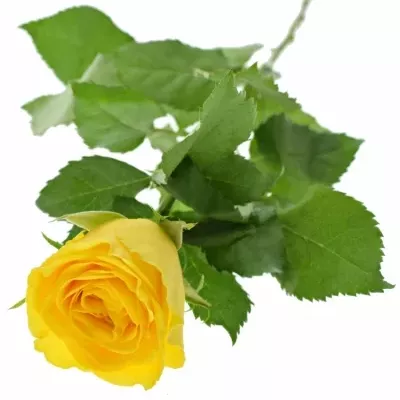 Rosa SOLERO