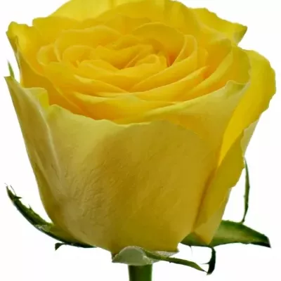 Žlutá růže SOLERO 60cm (M)
