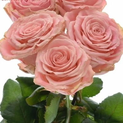 ROSA SOPHIA LOREN new