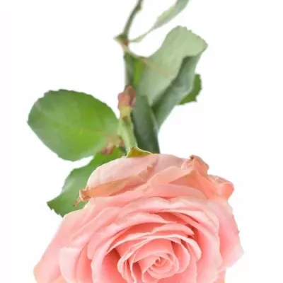 ROSA SOPHIA LOREN new