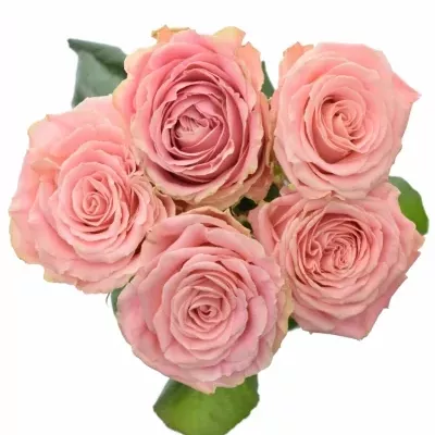 ROSA SOPHIA LOREN new