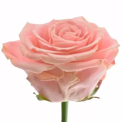 Ružová ruža SOPHIA LOREN 60cm (XXL) SUPER