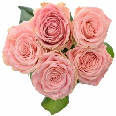 ROSA SOPHIA LOREN new