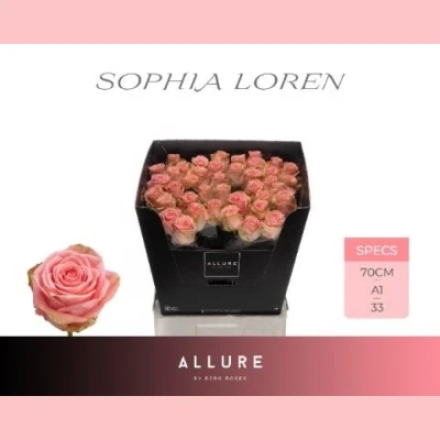 ROSA SOPHIA LOREN new