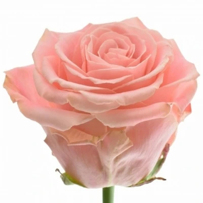 Růžová růže SOPHIA LOREN 90cm (XXL) ALLURE