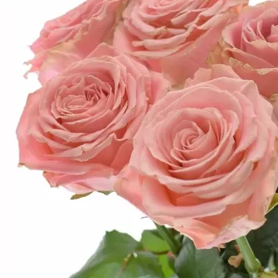 ROSA SOPHIA LOREN new