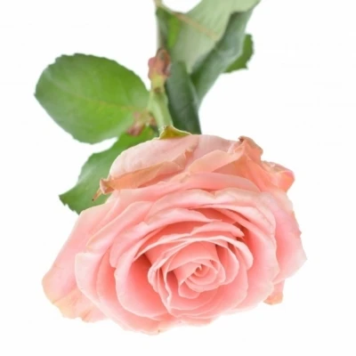 ROSA SOPHIA LOREN new