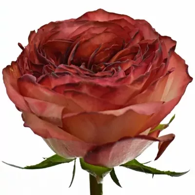 Žíhaná růže STAR TREK 60cm (XXL)