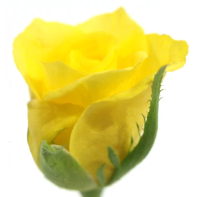 Žlutá růže SUNNY SHER 60cm (S)