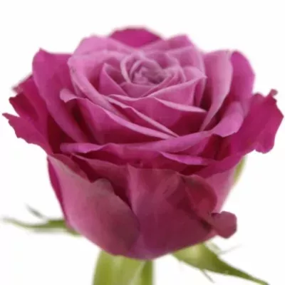 Růžová růže SUSAN 70cm (M)
