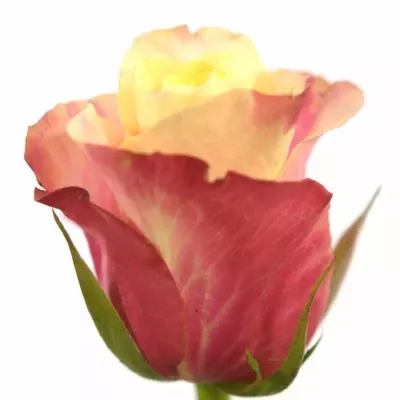 Růžová růže SUZY Q 60cm (XL)