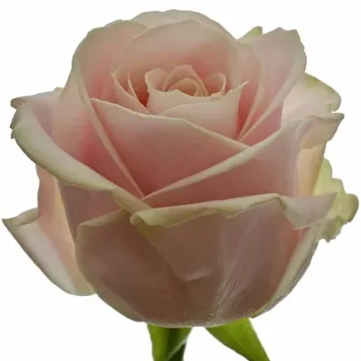 Růžová růže SWEET AVALANCHE+ 60cm (XXL)