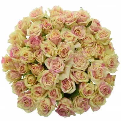 ROSA SWEET HARLEQUIN