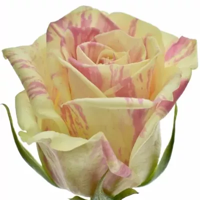 Žíhaná ruže SWEET HARLEQUIN 50cm (M)