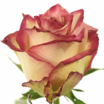 Růžová růže SWEET KISS 70cm (L)