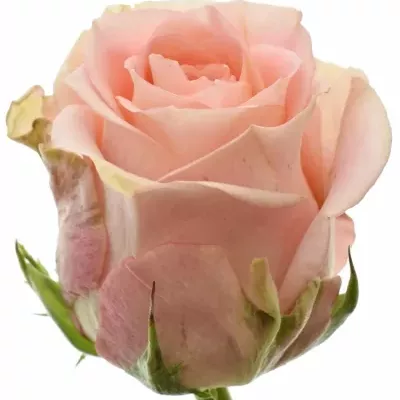 Růžová růže SWEET SURRENDER 70cm (XL)