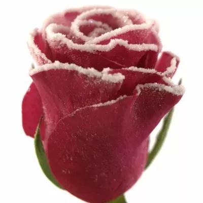 Malinová růže TACAZZI FROST (NAMRZLÁ RŮŽE) 60cm (M)