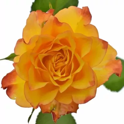 ROSA TIEBREAK 50cm (S)