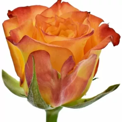 Žlutooranžová růže TIEBREAK 60cm (S)