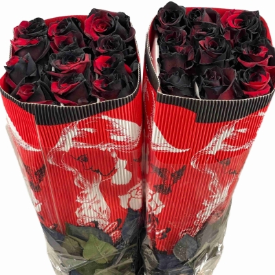 ROSA TINTED RED DEVIL 70 cm (XXL))