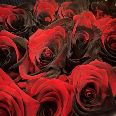 ROSA TINTED RED DEVIL