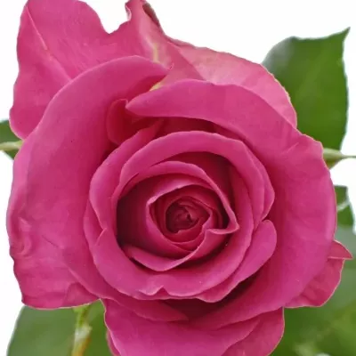 ROSA TOPAZ 100cm (XXL)