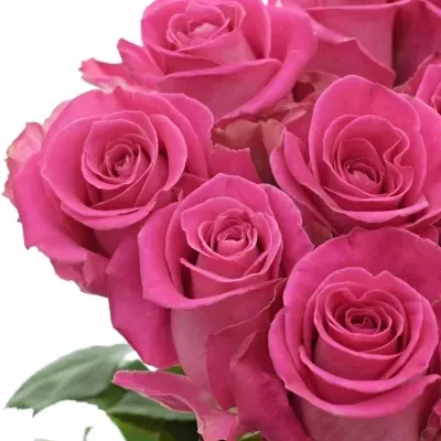 ROSA TOPAZ 100cm (XXL)