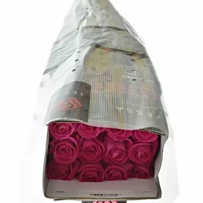 ROSA TOPAZ 100cm (XXL)