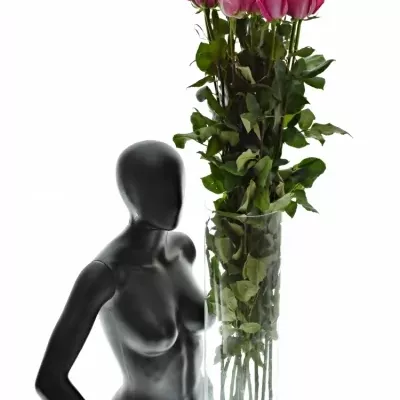 ROSA TOPAZ 100cm (XXL)