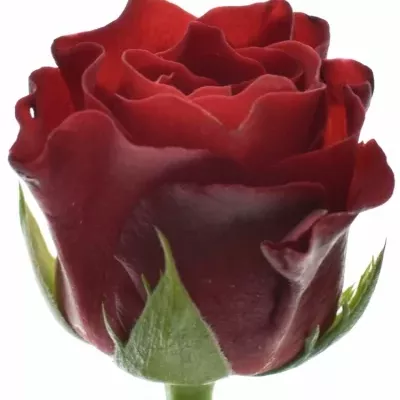Červená růže TORERO 50cm (M)