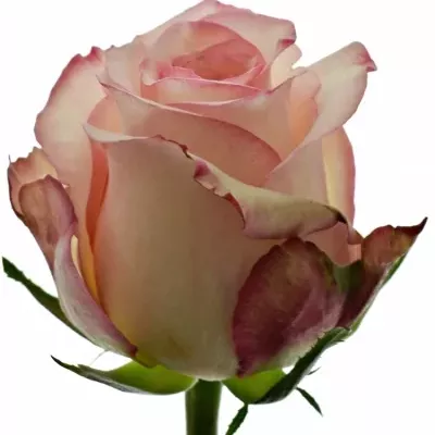 Bílorůžová růže TORMENTA 40cm (L)