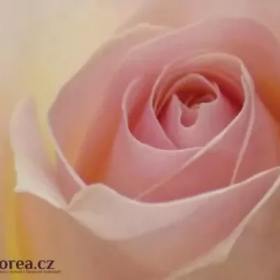 Růžová růže AVALANCHE SORBET 70cm/3+