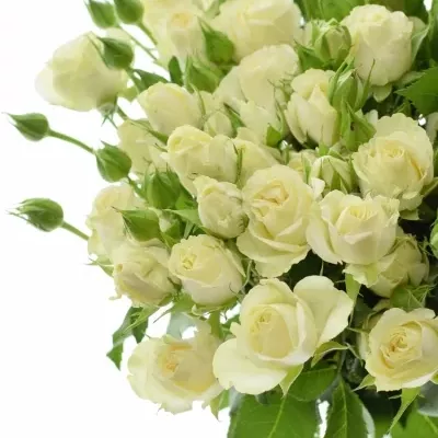 Bílá růže BELARUS+ 50cm/4+ (M)