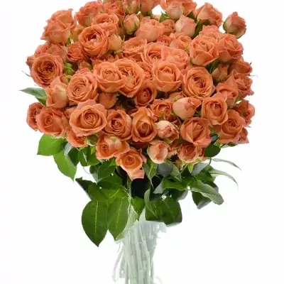 ROSA TR CHARMING BABE 50cm/5+