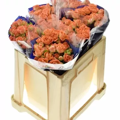 ROSA TR CHARMING BABE 50cm/5+