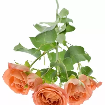 ROSA TR CHARMING BABE 50cm/5+