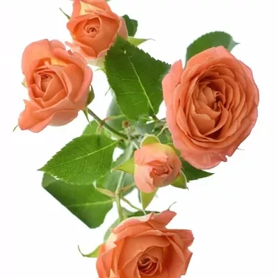 ROSA TR CHARMING BABE 50cm/5+