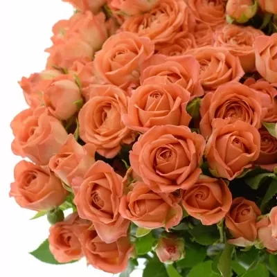 ROSA TR CHARMING BABE 50cm/5+