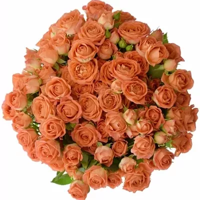 ROSA TR CHARMING BABE 50cm/5+