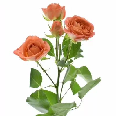 Oranžová růže CHARMING BABE 60cm/3+