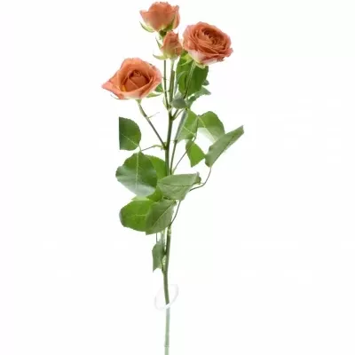 ROSA TR CHARMING BABE 50cm/5+