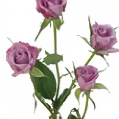 Fialová růže trsová CLEAR OCEAN 50 cm / 5+