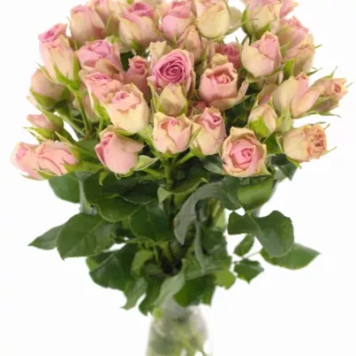 Růžová růže DINARA 70cm/9+