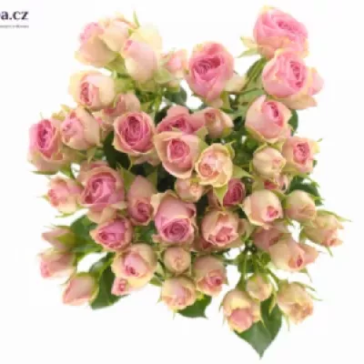 Růžová růže DINARA 70cm/9+