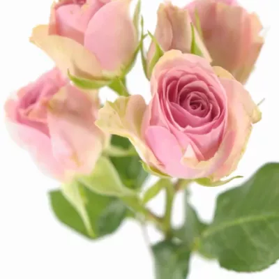Růže trsová DINARA 50cm/5+